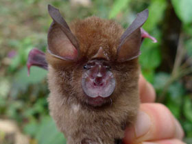 Смотреть фото Гвинейский подковонос Фото Гвинейский подковонос