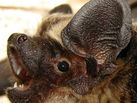 Смотреть фото Самые сонные животные Фото Самые сонные животные