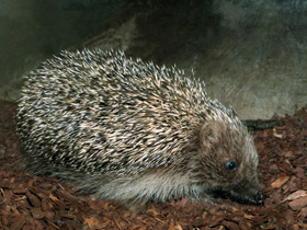 Смотреть фото Ежи: ушастые, лысые, колючие… Фото Ежи: ушастые, лысые, колючие…