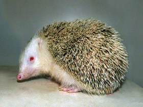 Смотреть фото Ежи: ушастые, лысые, колючие… Фото Ежи: ушастые, лысые, колючие…