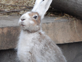 Смотреть фото Храбрецы и трусы Фото Храбрецы и трусы