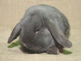 Фото Европейский кролик