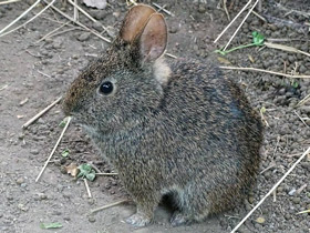 Смотреть фото Вулканический кролик Фото Вулканический кролик