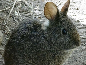 Смотреть фото Вулканический кролик Фото Вулканический кролик