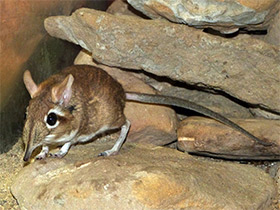 Фото Рыжий прыгунчик