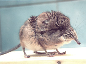 Смотреть фото Короткоухий слоновый прыгунчик Фото Короткоухий слоновый прыгунчик