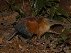 Фото Гигантская слоновая землеройка