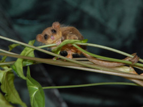 Смотреть фото Карликовый летучий кускус Фото Карликовый летучий кускус