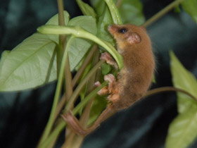 Смотреть фото Карликовый летучий кускус Фото Карликовый летучий кускус