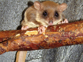 Смотреть фото Карликовый летучий кускус Фото Карликовый летучий кускус