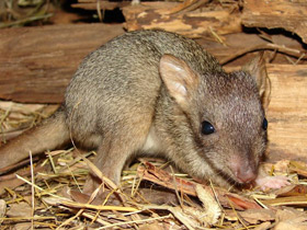 Смотреть фото Войли Фото Войли