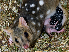Смотреть фото Крапчатая сумчатая куница Фото Крапчатая сумчатая куница