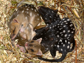 Смотреть фото Крапчатая сумчатая куница Фото Крапчатая сумчатая куница