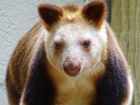 Смотреть фото Древесный кенгуру Гудфеллоу Фото Древесный кенгуру Гудфеллоу