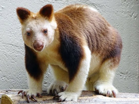 Смотреть фото Древесный кенгуру Гудфеллоу Фото Древесный кенгуру Гудфеллоу