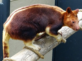 Смотреть фото Кенгуру Матчи Фото Кенгуру Матчи