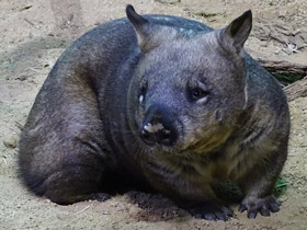 Фото Длинношерстный вомбат