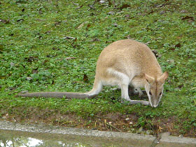 Смотреть фото Прыткий валлаби Фото Прыткий валлаби