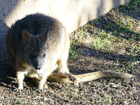 Фото Белогрудый валлаби