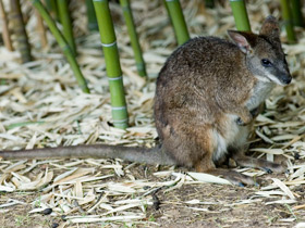 Фото Белогрудый валлаби