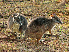 Фото Белогрудый валлаби