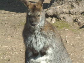 Смотреть фото Животные - символы Фото Животные - символы