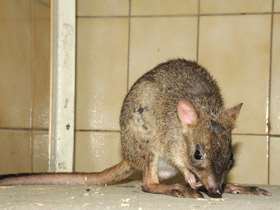 Смотреть фото Карликовый кенгуру Фото Карликовый кенгуру