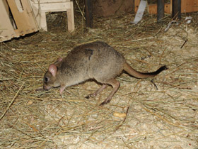 Смотреть фото Карликовый кенгуру Фото Карликовый кенгуру