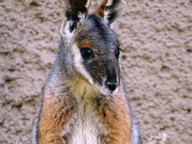 Фото Кольцехвостый кенгуру