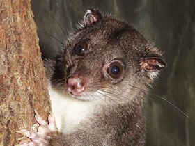 Смотреть фото Одноцветный опоссум Фото Одноцветный опоссум