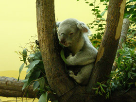 Смотреть фото Коала Фото Коала