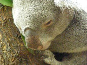 Смотреть фото Коала Фото Коала