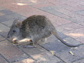 Фото Трёхпалый крысиный потору