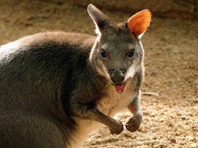 Смотреть фото Новогвинейский филандер Фото Новогвинейский филандер