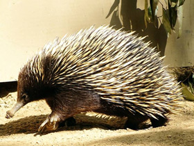 Смотреть фото Австралийская ехидна Фото Австралийская ехидна