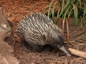 Фото Ехидна и проехидна: осколки ископаемой фауны