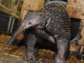 Фото Проехидна Бруийна