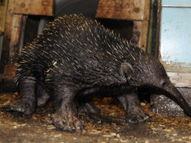 Фото Проехидна Бруийна