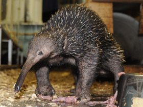 Фото Проехидна Бруийна