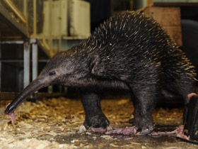 Фото Проехидна Бруийна