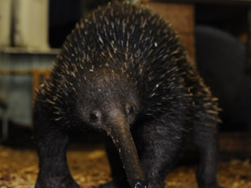 Фото Проехидна Бруийна