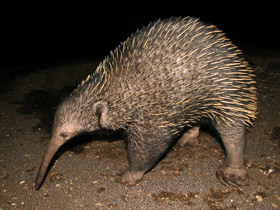 Фото Проехидна Бруийна