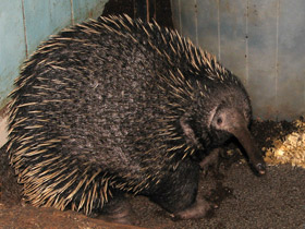 Фото Проехидна Бруийна