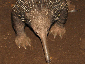 Фото Проехидна Бруийна