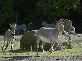 Смотреть фото Сомалийский осёл Фото Сомалийский осёл