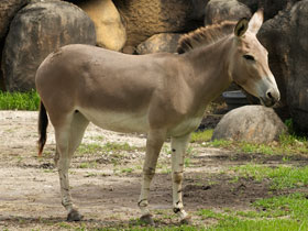 Фото Дикий осёл