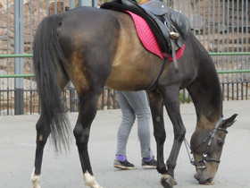 Смотреть фото Лечебные животные. Анималотерапия Фото Лечебные животные. Анималотерапия