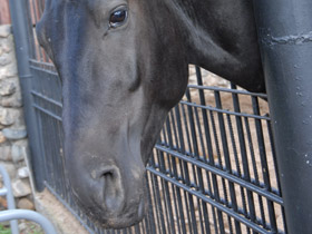 Фото Арабская лошадь