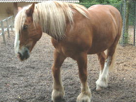 Фото Самая долгая беременность у животных