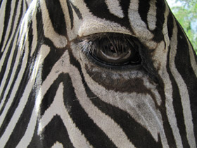 Зебра Греви Зебра Греви